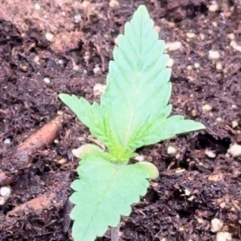 GG#4 growlog photo: Starting to grow fast