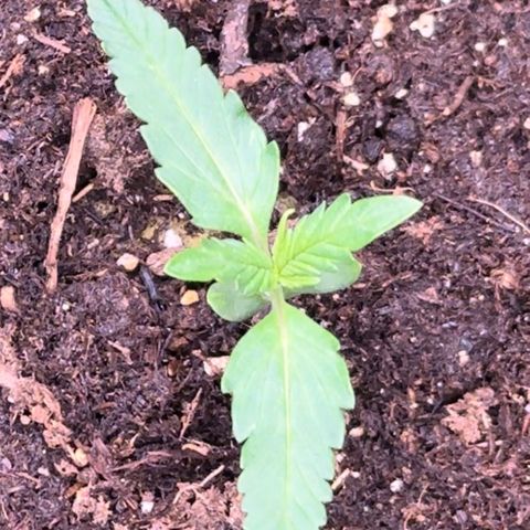 Growlog-Foto von Blue: Starting to grow fast