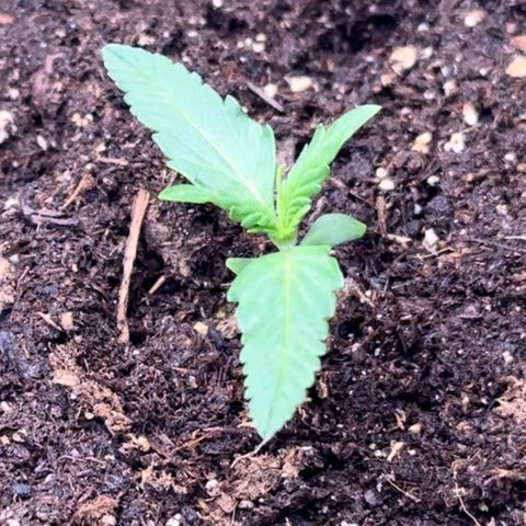Growlog-Foto von Blue: Starting to grow fast