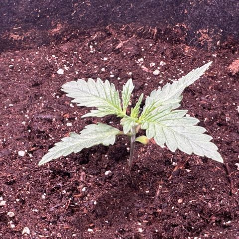 GG#4 growlog photo: Almost ready to veg