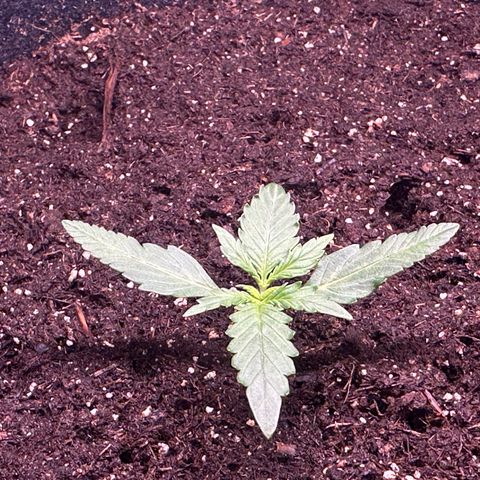 Growlog-Foto von Blue: Almost ready for veg, 3rd set of serrated leaves starting to grow