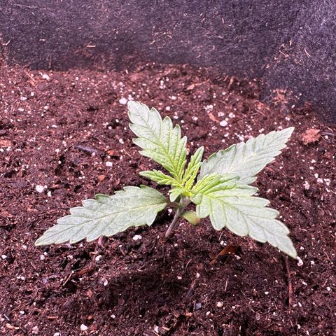 Growlog-Zeitleistenfoto von Blue