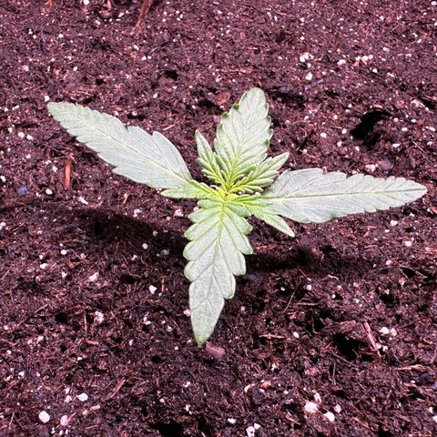 Growlog-Zeitleistenfoto von Blue