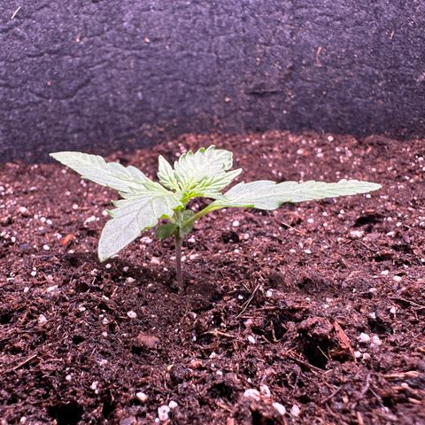 Growlog-Zeitleistenfoto von Blue