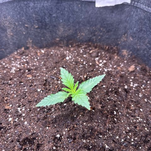 GG#4 growlog timeline photo