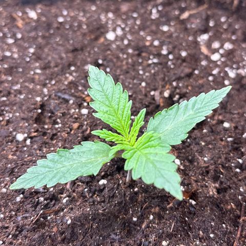GG#4 growlog timeline photo