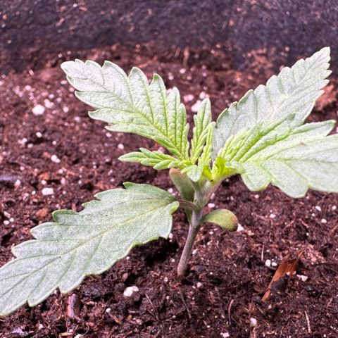 GG#4 growlog timeline photo