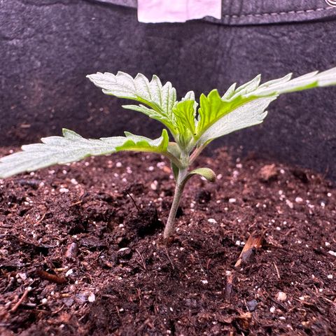 GG#4 growlog timeline photo