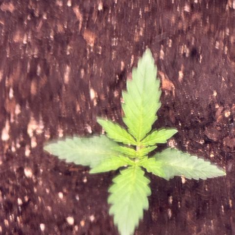 GG#4 growlog photo: Day 1 veg