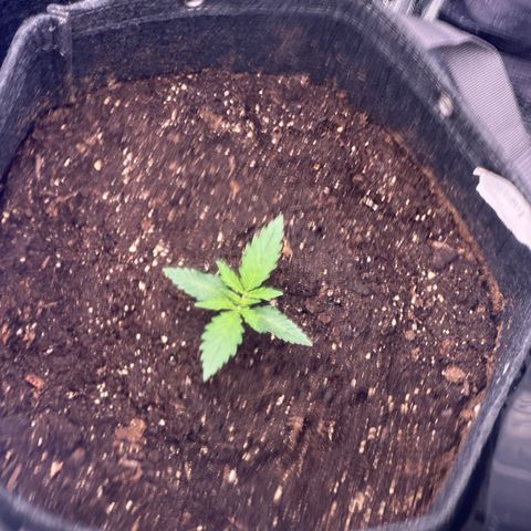 GG#4 growlog photo: Day 1 veg