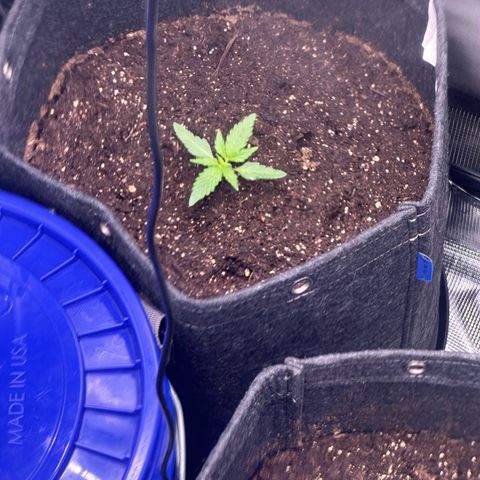Growlog-Foto von Blue: Day 1 veg
