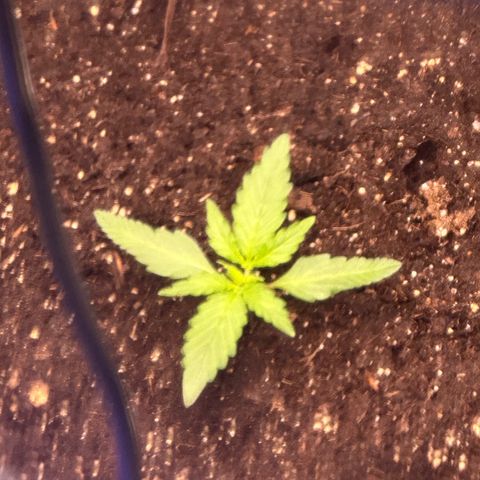 Growlog-Foto von Blue: Day 1 veg
