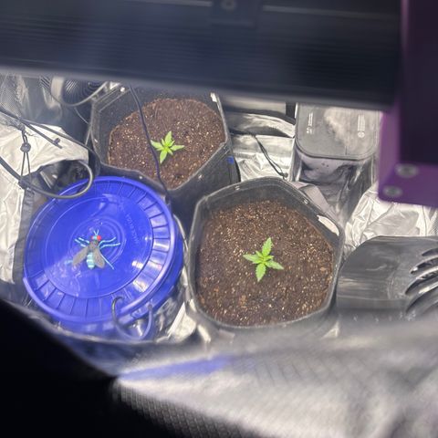 Growlog-Foto von Blue: Raised light and turned to 100%