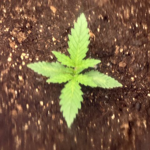 GG#4 growlog timeline photo