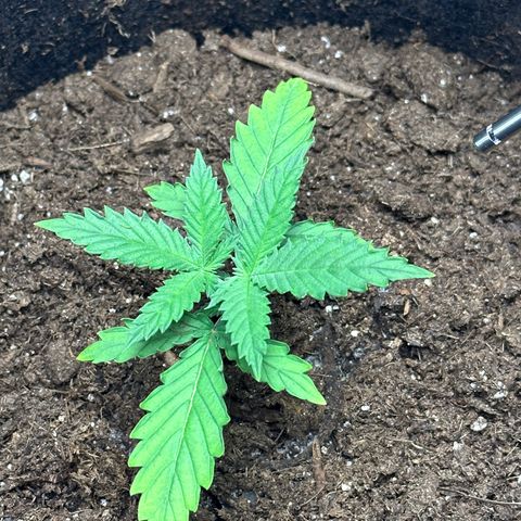 GG#4 growlog photo: Topped