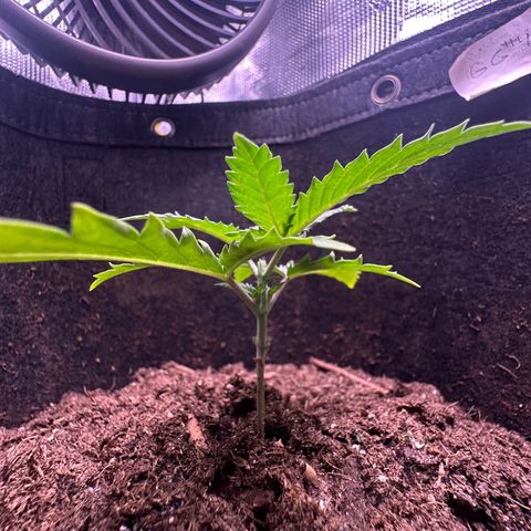 GG#4 growlog photo: Topped