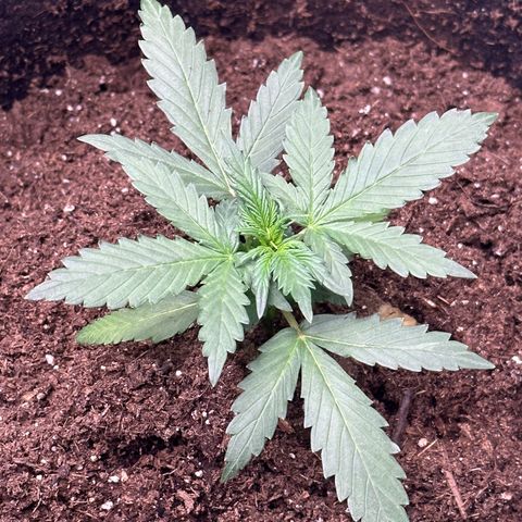 Growlog-Zeitleistenfoto von Blue