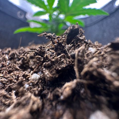 Growlog-Zeitleistenfoto von Blue