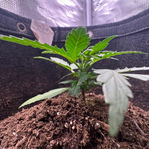 Growlog-Zeitleistenfoto von Blue