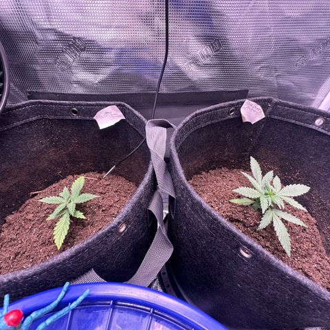 Growlog-Foto von Blue: New arrangement 