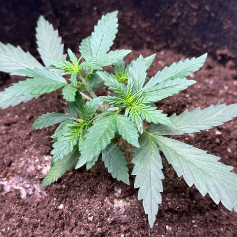 Growlog-Foto von Blue: Healing from topping