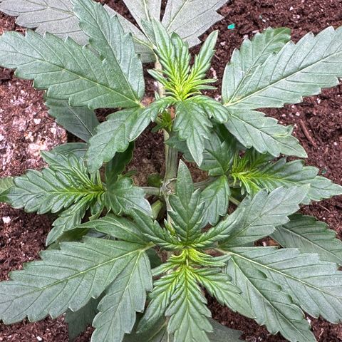 Growlog-Foto von Blue: Healing from topping