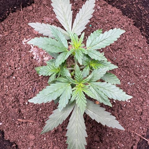 Growlog-Foto von Blue: Healing from topping