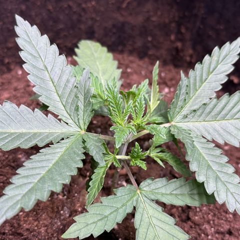GG#4 growlog photo: Healing from topping