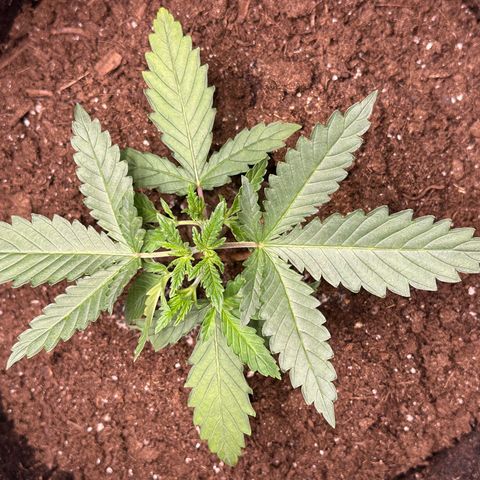 GG#4 growlog photo: Healing from topping