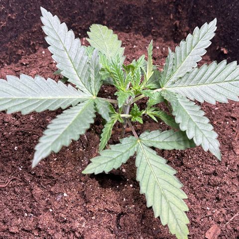 GG#4 growlog photo: Healing from topping