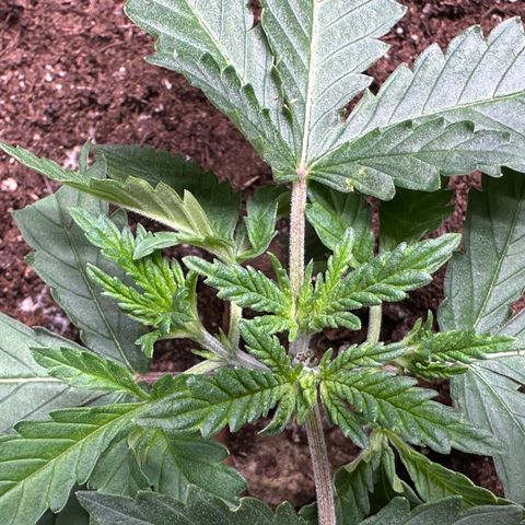 GG#4 growlog photo: Healing from topping