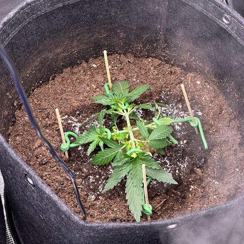 Growlog-Foto von Blue: Lst
