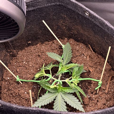 GG#4 growlog photo: Lst