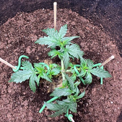 Growlog-Foto von Blue: Slight defoliation