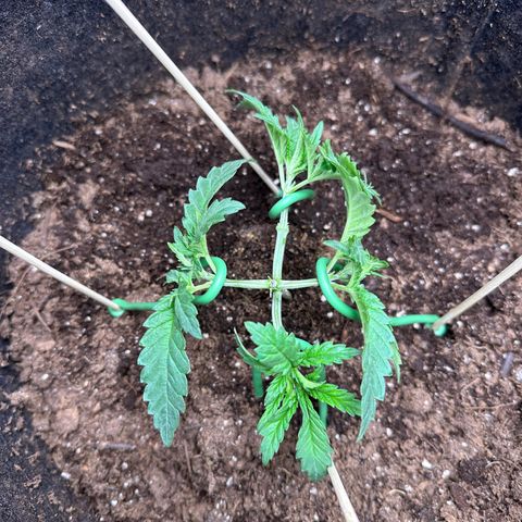 GG#4 growlog photo: Slight defoliation
