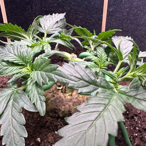 Growlog-Zeitleistenfoto von Blue