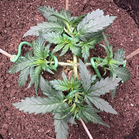 Growlog-Zeitleistenfoto von Blue