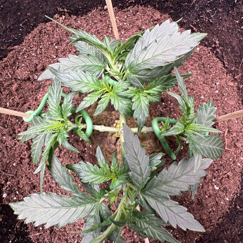 Growlog-Zeitleistenfoto von Blue