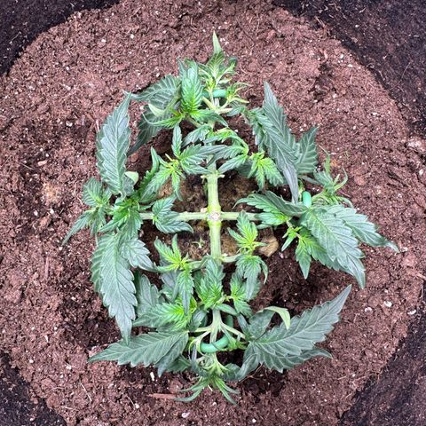Growlog-Foto von Blue: Light trim and train