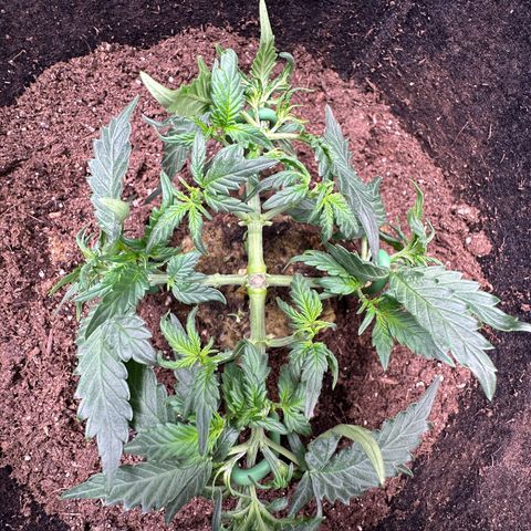 Growlog-Foto von Blue: Light trim and train