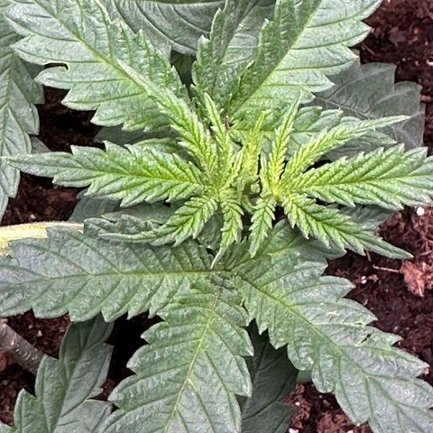 GG#4 growlog photo: Train