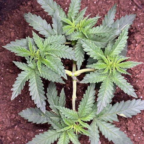 GG#4 growlog photo: Train