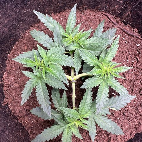 GG#4 growlog photo: Train