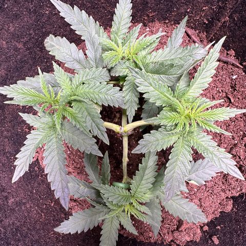 GG#4 growlog photo: Train