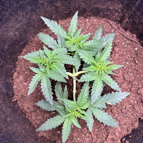 GG#4 growlog photo: Train