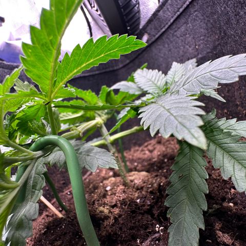 GG#4 growlog timeline photo