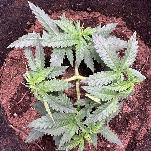 GG#4 growlog timeline photo
