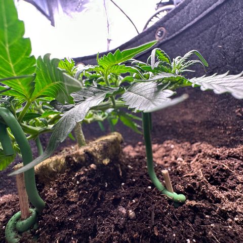 Growlog-Zeitleistenfoto von Blue