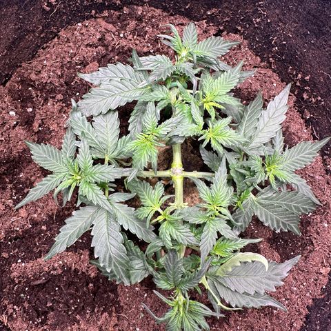 Growlog-Zeitleistenfoto von Blue