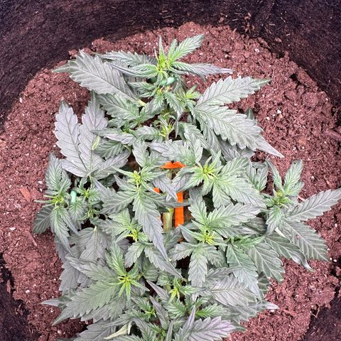 Growlog-Zeitleistenfoto von Blue